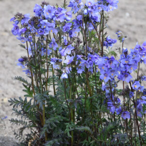 Polemonium Bressingham Purple®