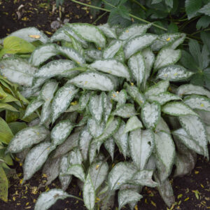 Pulmonaria Majesté