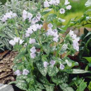 Pulmonaria Opal