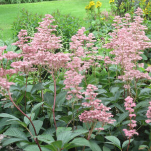 Rodgersia pinnata Superba