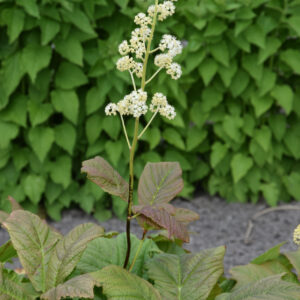 Rodgersia podophylla Braunlaub
