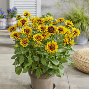 Rudbeckia Giggling SmileyZ®