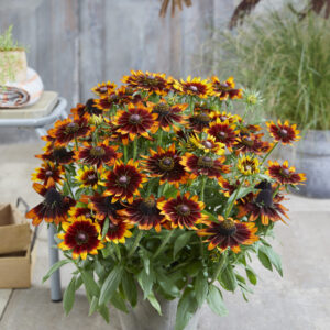 Rudbeckia Happy SmileyZ®