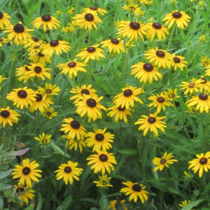 Rudbeckia Viettes Little Suzy®