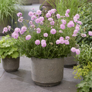 Scabiosa incisa Kudo Pink®