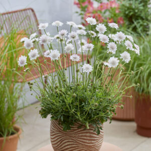 Scabiosa incisa Kudo White®
