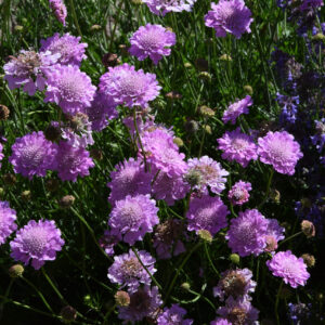 Scabiosa colombaria Pink Mist®