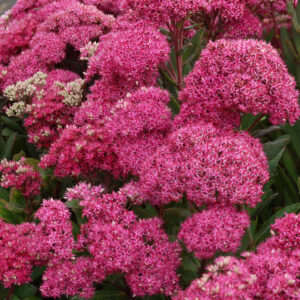 Sedum Mr. Goodbud®