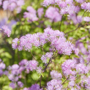 Thalictrum Black Stockings®