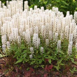 Tiarella Spring Symphony®