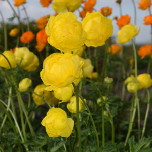 Trollius Lemon Queen