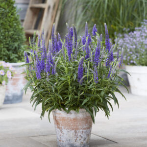 Veronica Dark Blue Moody Blues®