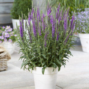 Veronica Mauve Moody Blues®