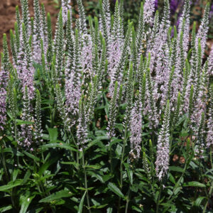 Veronica Pink Moody Blues®