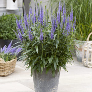 Veronica Sky Blue Moody Blues®
