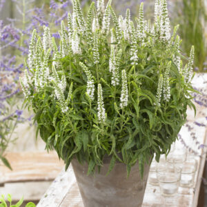 Veronica White Moody Blues®