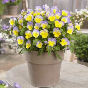 Viola Halo Lemon Frost®