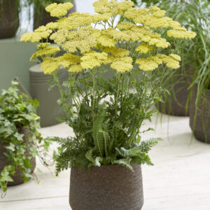 Achillea Sassy Summer™ Lemon®