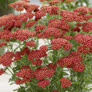 Achillea Sassy Summer™ Sangria®
