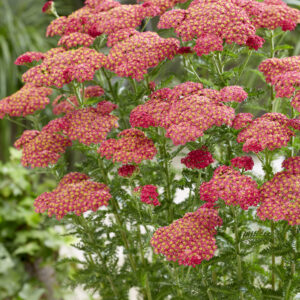 Achillea Sassy Summer™ Taffy®