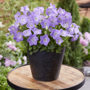 Campanula carpatica Delft Teacups®