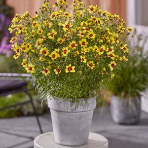 Coreopsis verticillata Sizzle & Spice® Sassy Saffron®