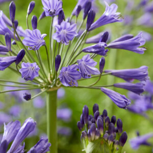 Agapanthus Vallée de la Loire
