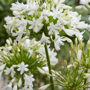 Agapanthus Vallée de la Sarthe