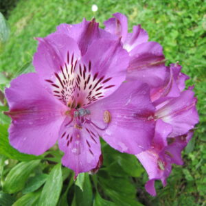 Alstroemeria Compact Lucas