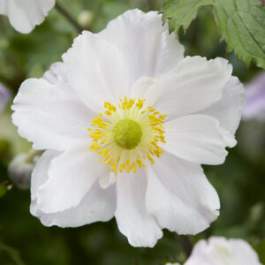 Anemone Dreaming Swan