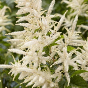 Aruncus Sparkler