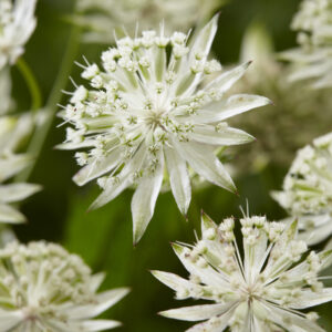 Astrantia major Sparkling Stars™ White