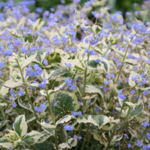 Brunnera macrophylla Dawson's White (Variegated)