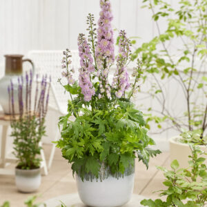 Delphinium elatum Highlander Mystery Sensation