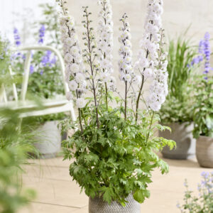 Delphinium elatum Highlander Samba