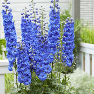 Delphinium elatum Paramo Azul