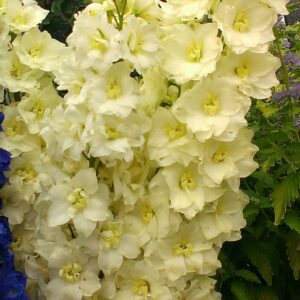 Delphinium elatum Celebration