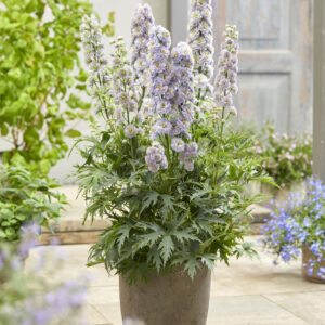 Delphinium elatum Highlander Rainbow Sensation