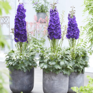 Delphinium elatum Paramo Black Velvet