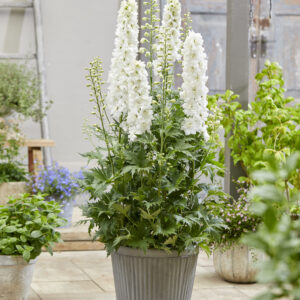 Delphinium elatum Paramo Blanca
