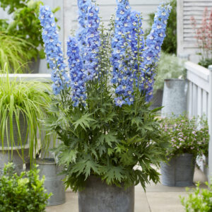 Delphinium elatum Paramo Celeste