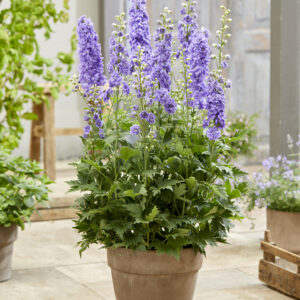 Delphinium elatum Paramo Lavanda
