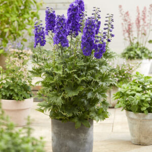 Delphinium elatum Paramo Púrpura