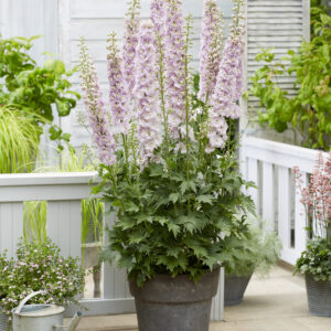 Delphinium elatum Paramo Rosa