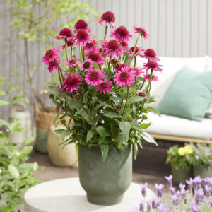 Echinacea compact double Delicious Candy