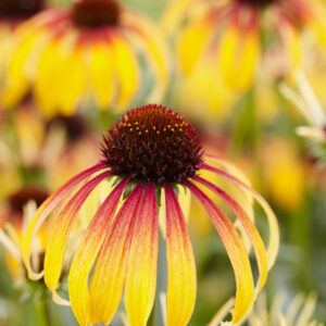 Echinacea mid single Parrot