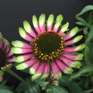 Echinacea mid single Choco Green