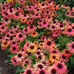 Echinacea compact single Fountain Orange Bicolour