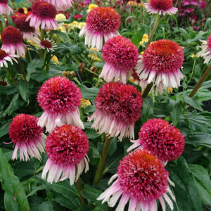 Echinacea compact double Strawberry & Cream
