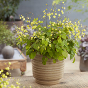 Epimedium Sunny & Share